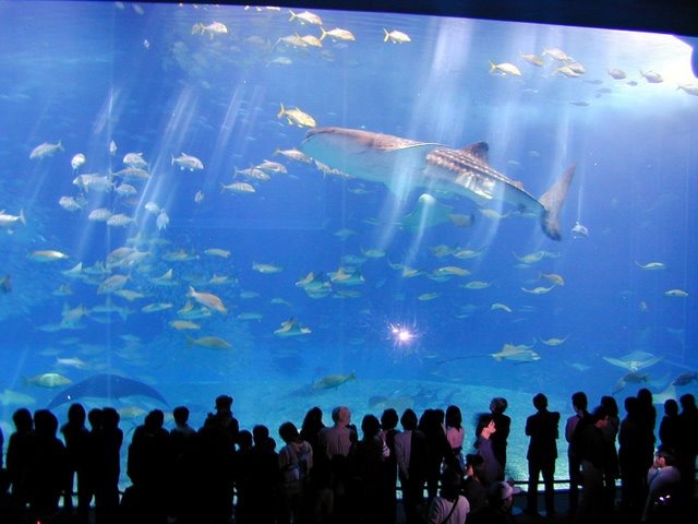 The Dubai Aquarium (aquário de Dubai)